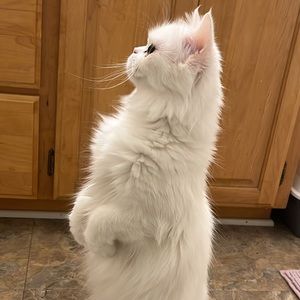 reserved for jewelsbydolly